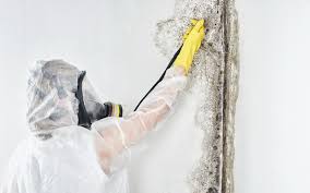 Best Mold Damage Restoration  in Cool Valley, MO